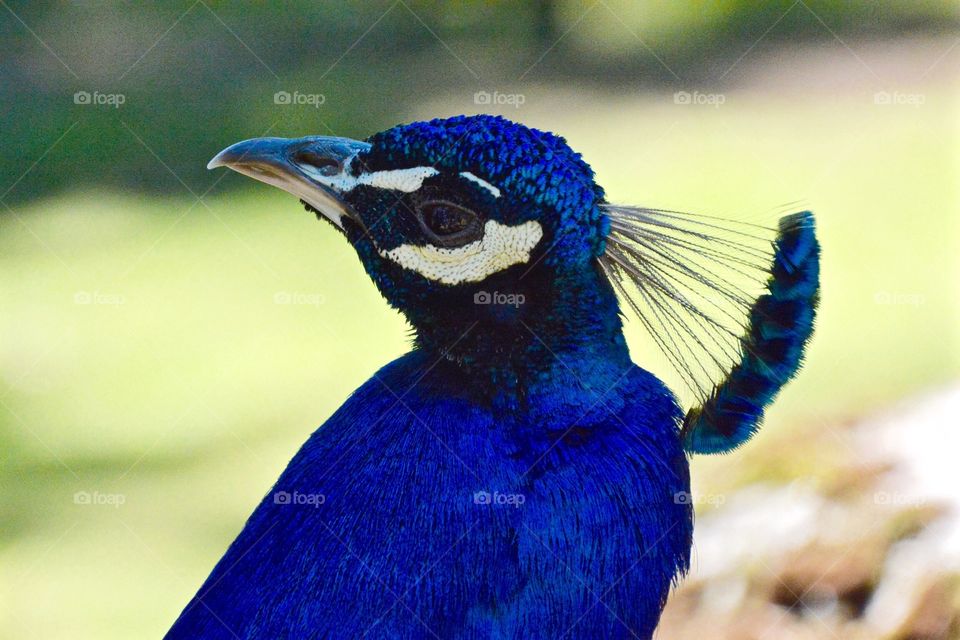 Peacock