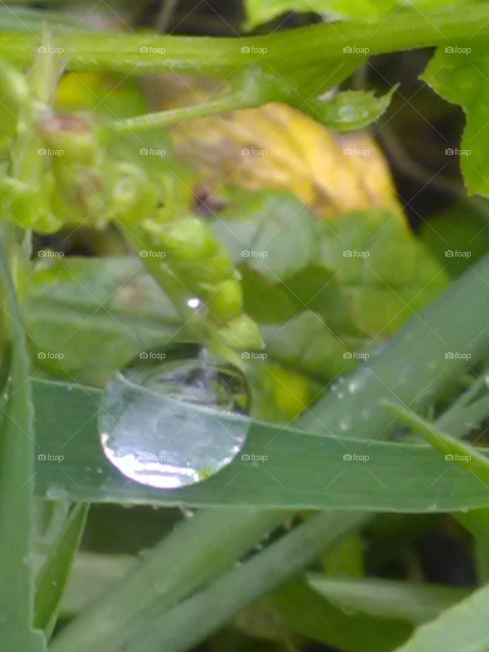 Leaf, Flora, Drop, Nature, Garden