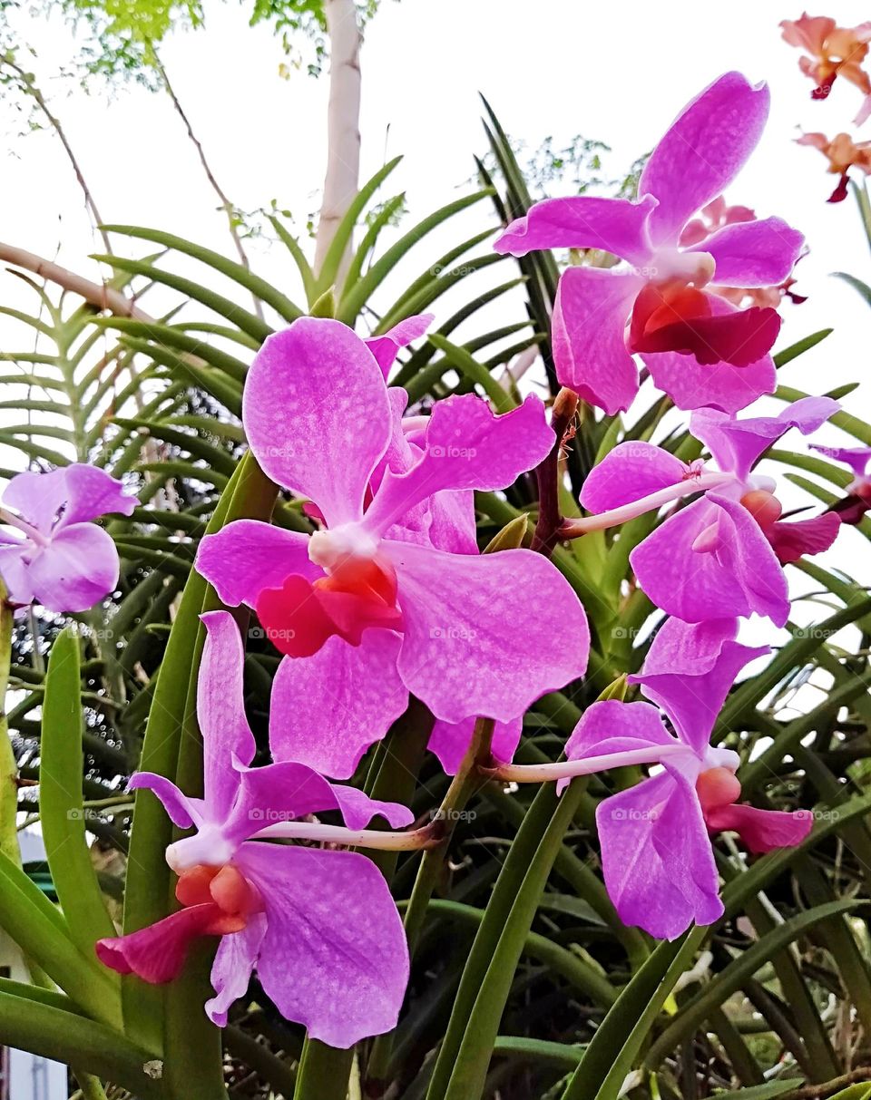 Close-up shot of Lavender Vanda Orchids attractively blooming.