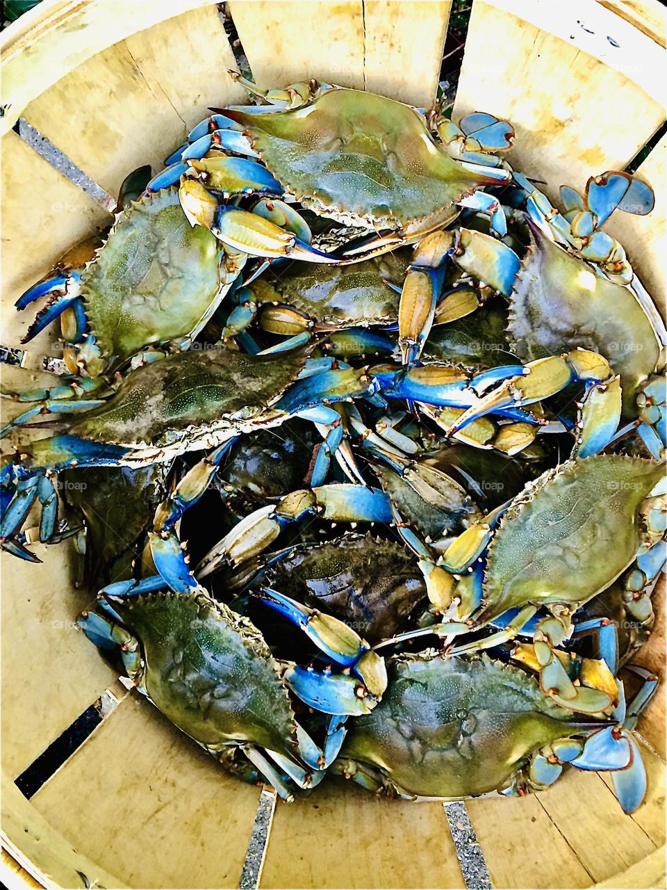 Maryland Blue Crab Bushel