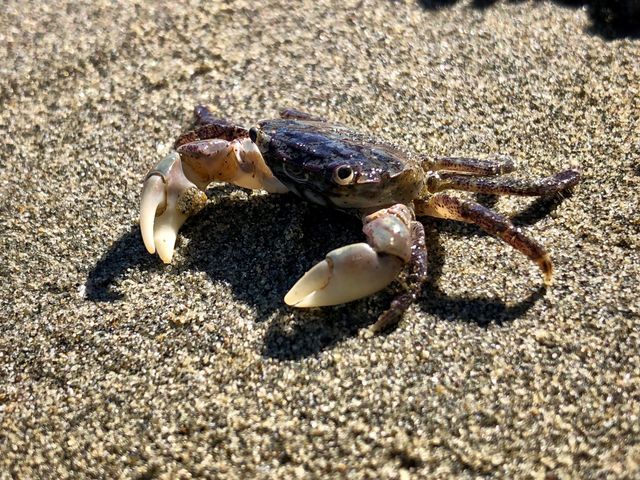 Happy crab on a sandy beach