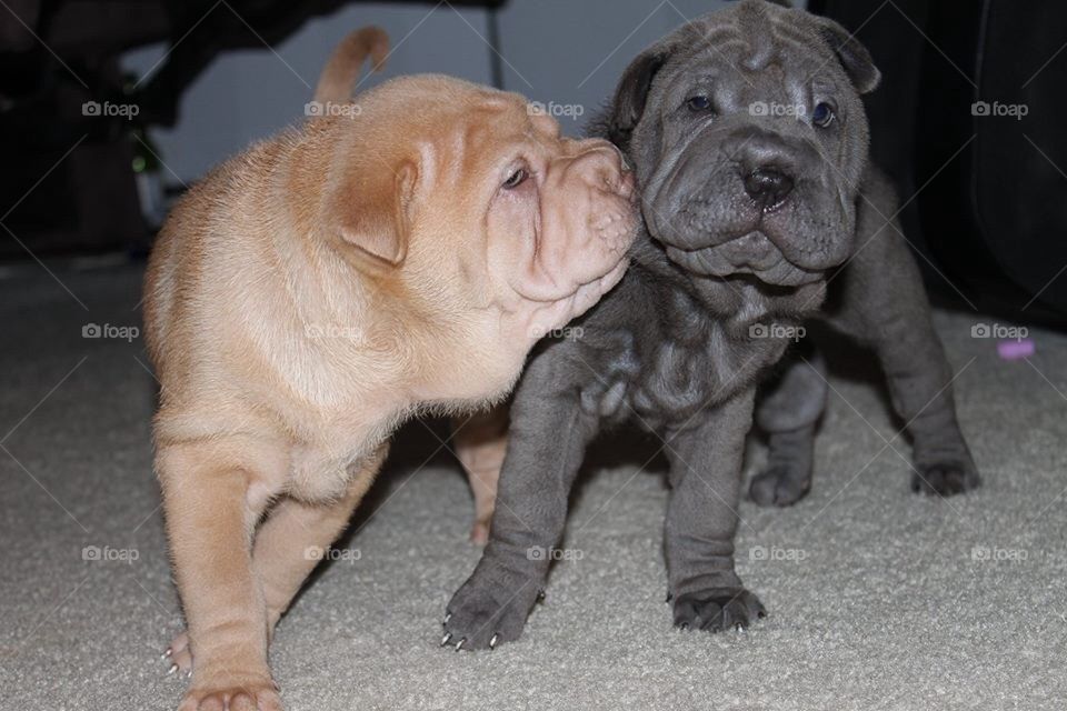 Sharpei Puppies at Play