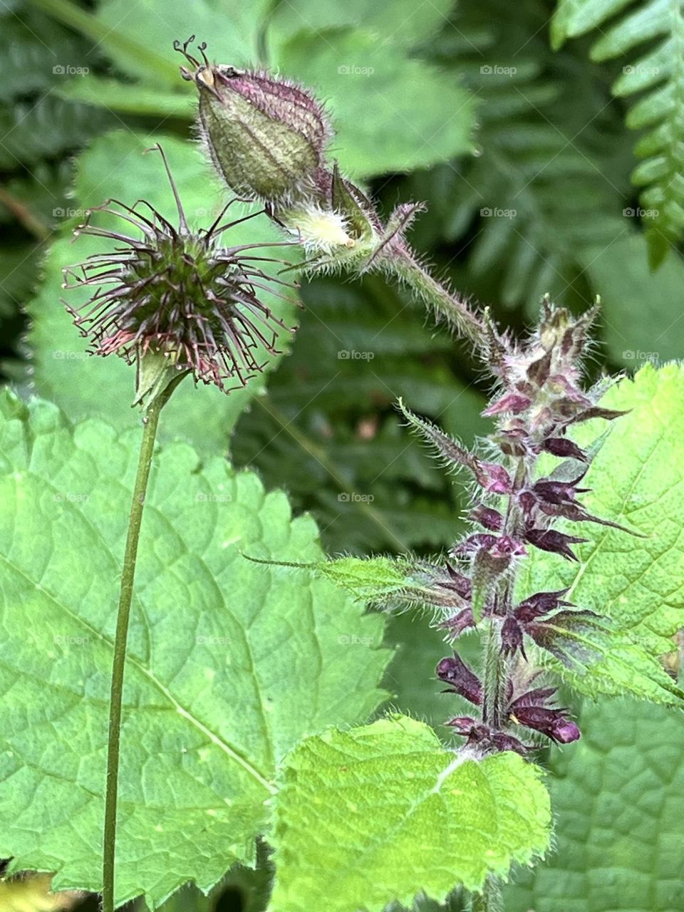 Walks and wild flowers