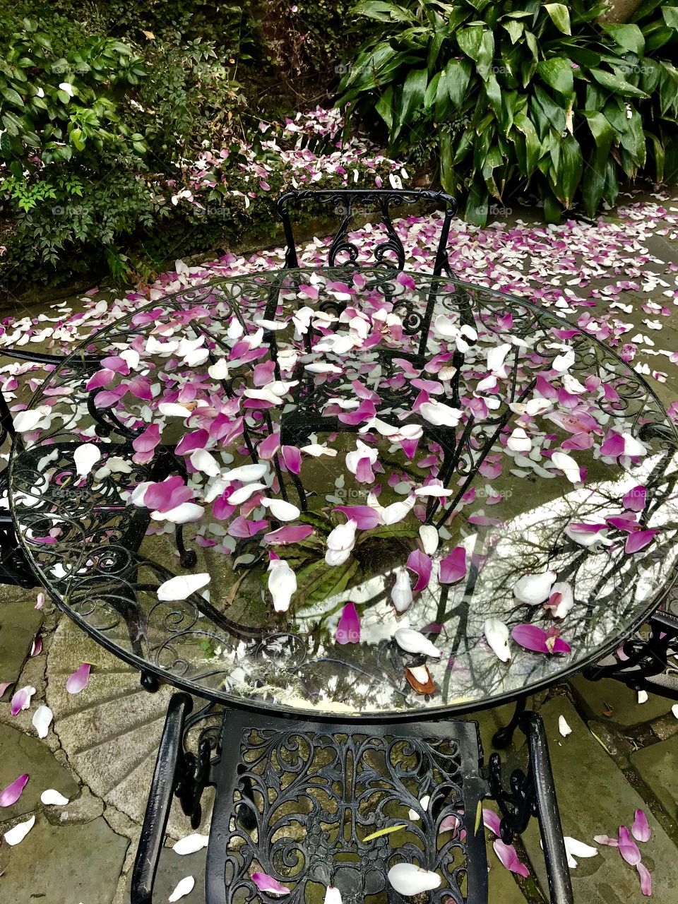 Patio table and chairs and tulip tree leaves