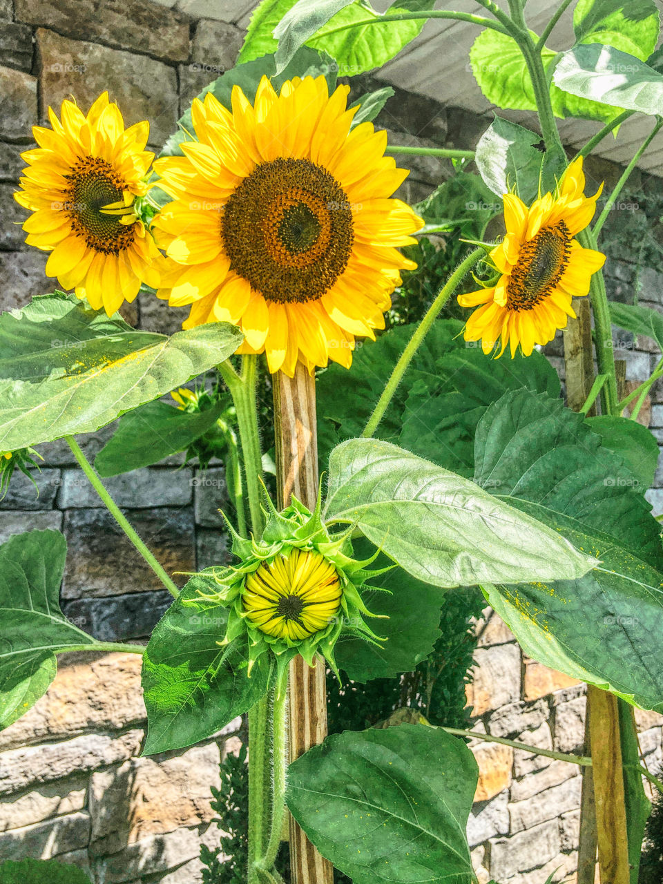 Sunflower plant 