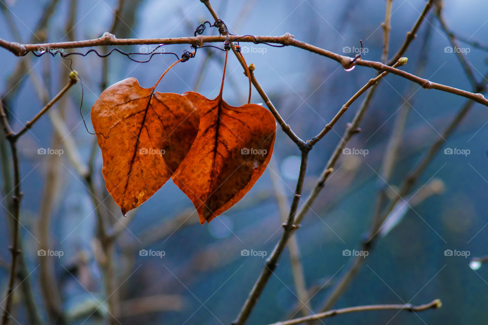 Autumn leaf heart shape 