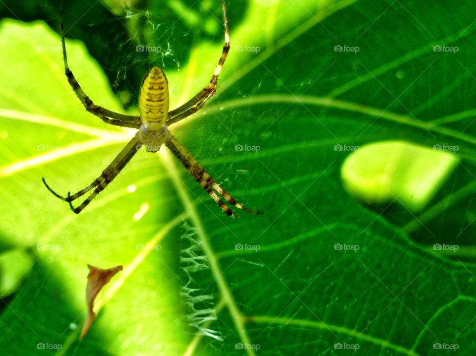 A spider in a web on the background of a fig leaf.