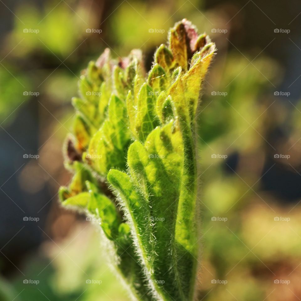 Spring leaves