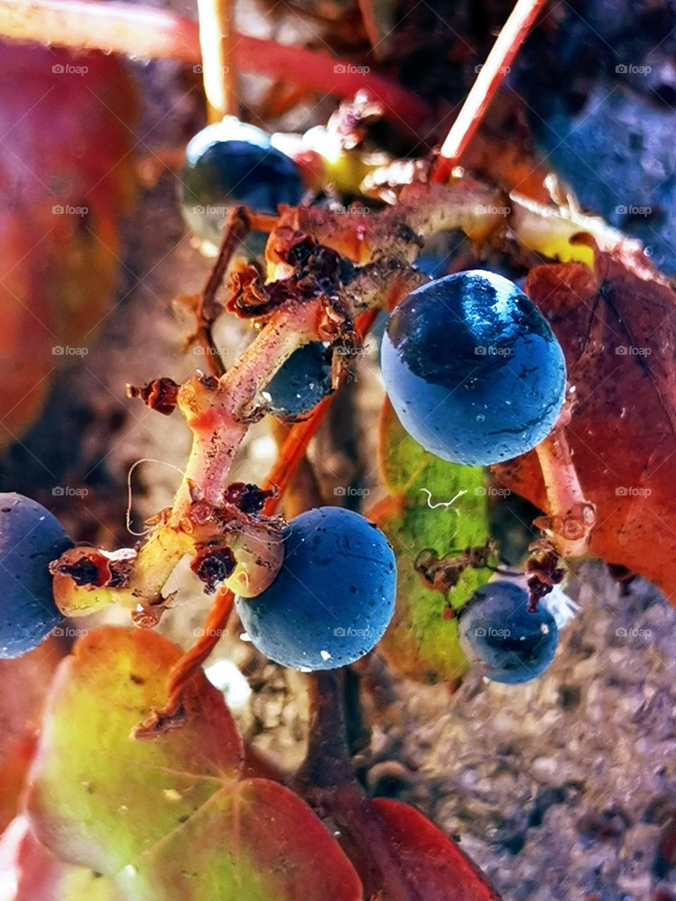 Beautifull grapes