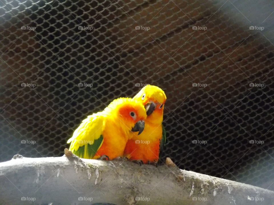 Close-up of colorful birds