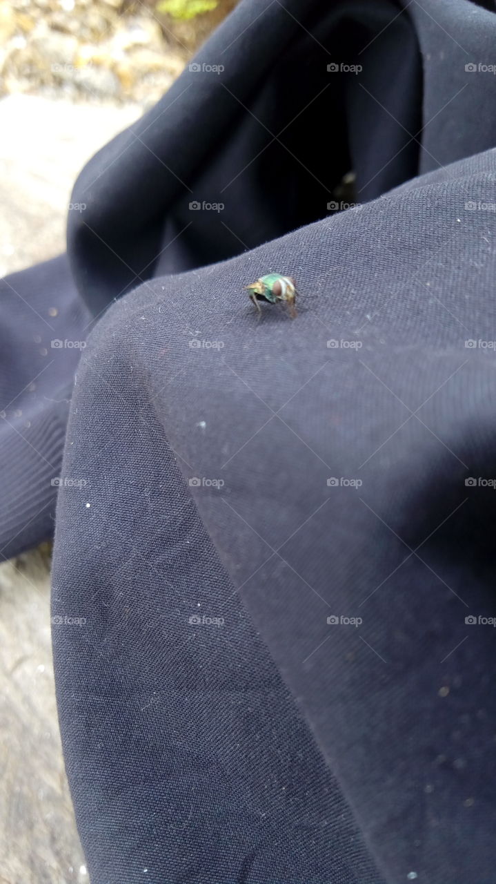 multicoloured housefly found in the bush so beautiful