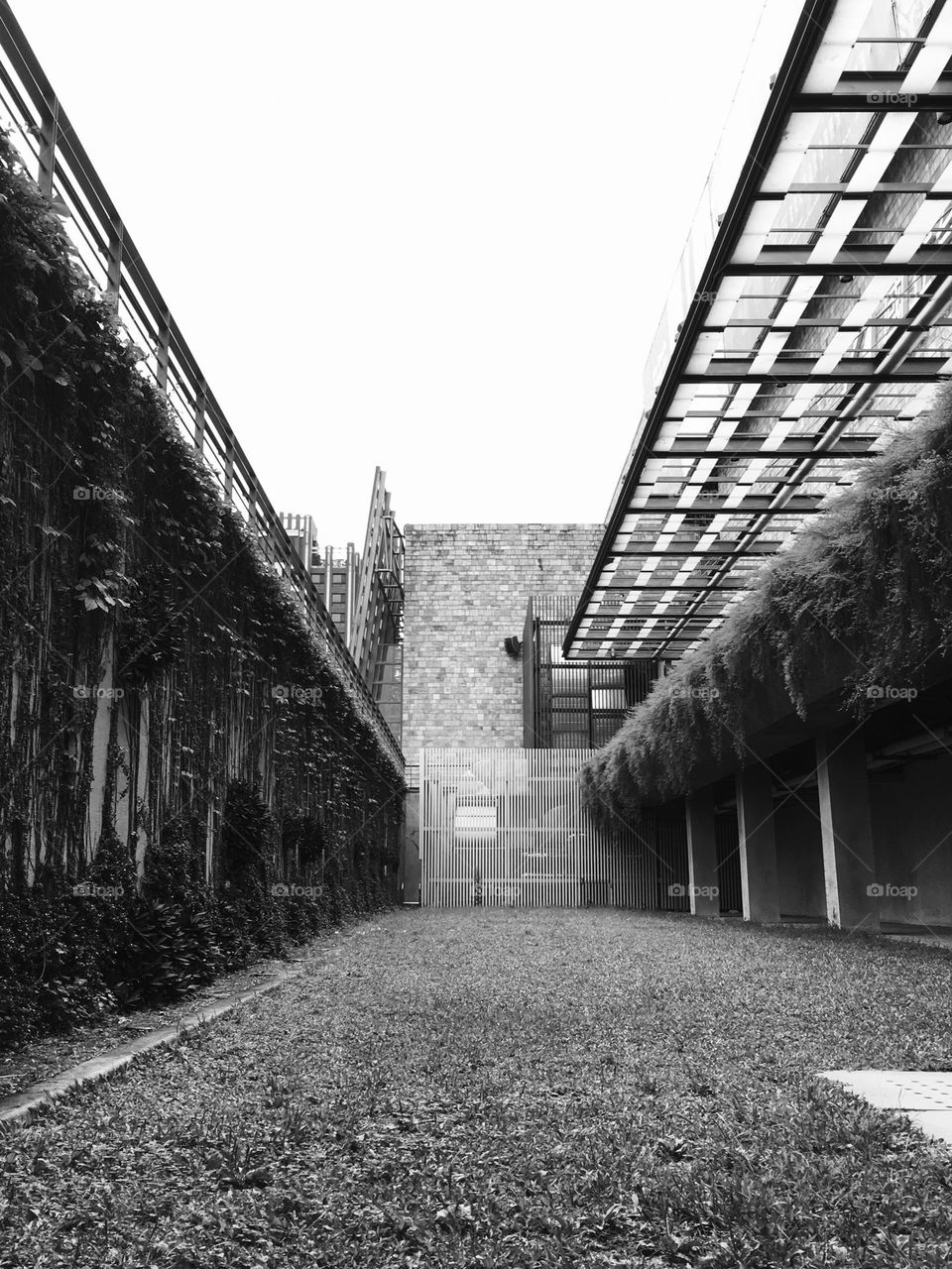 Backyard in black and white 