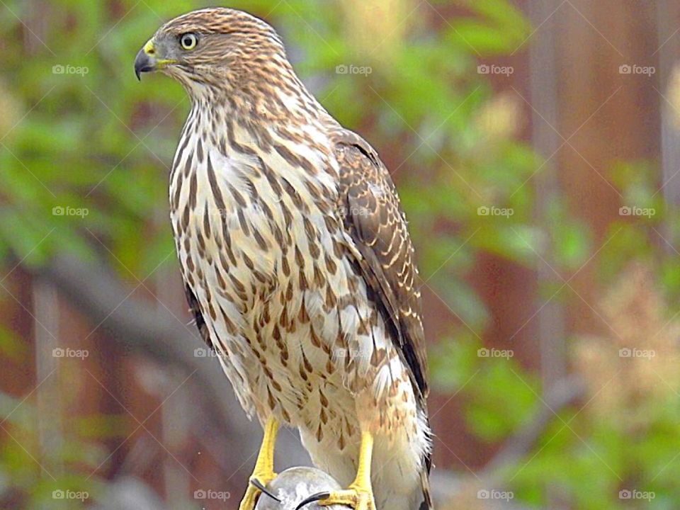 Coopers Hawk