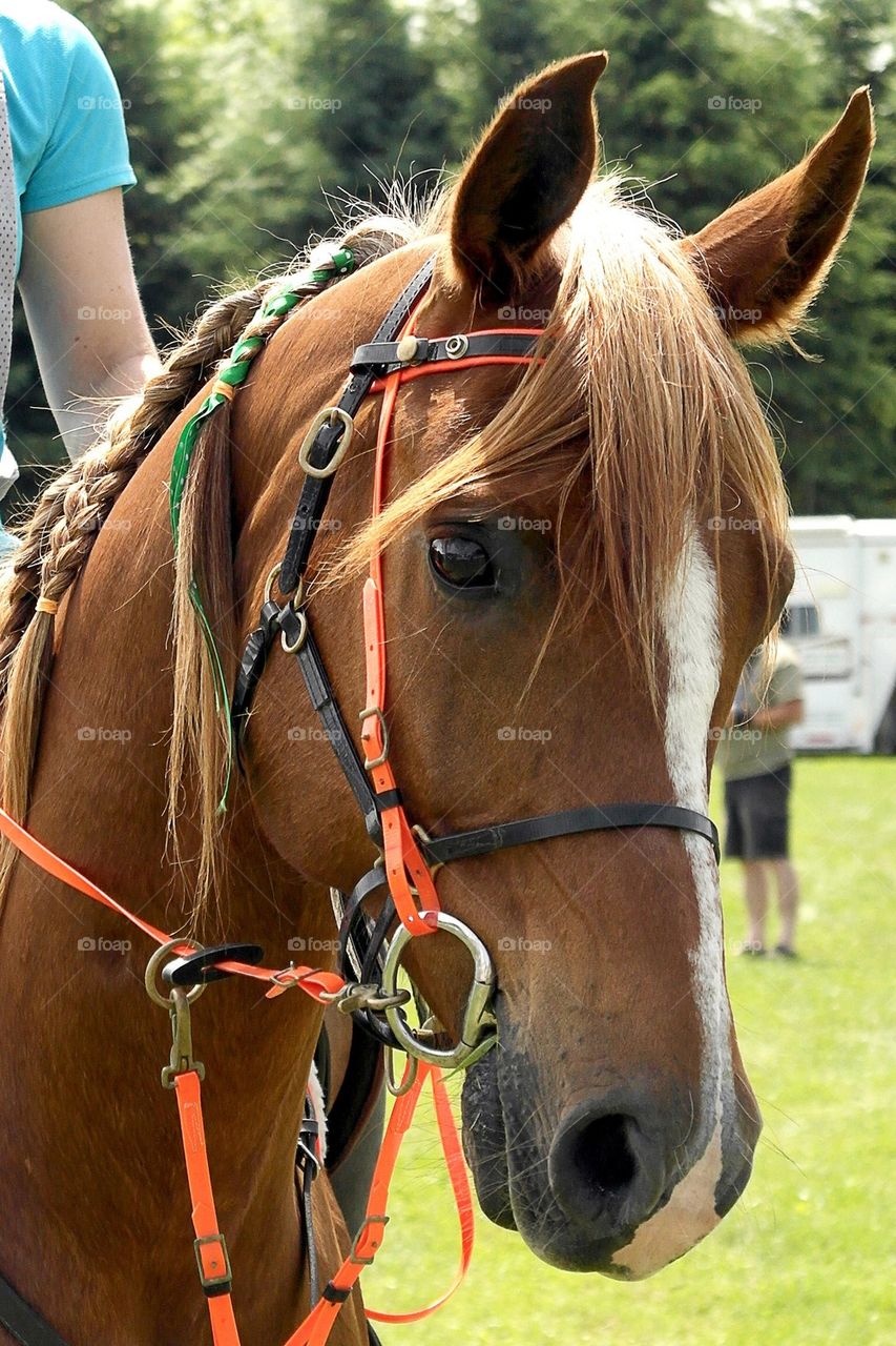 Chestnut Arabian horse