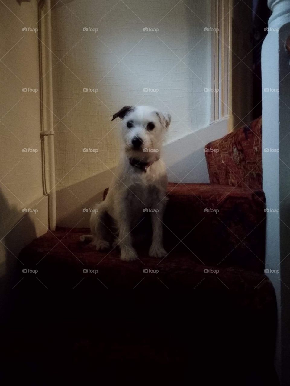 Dog on the stairs