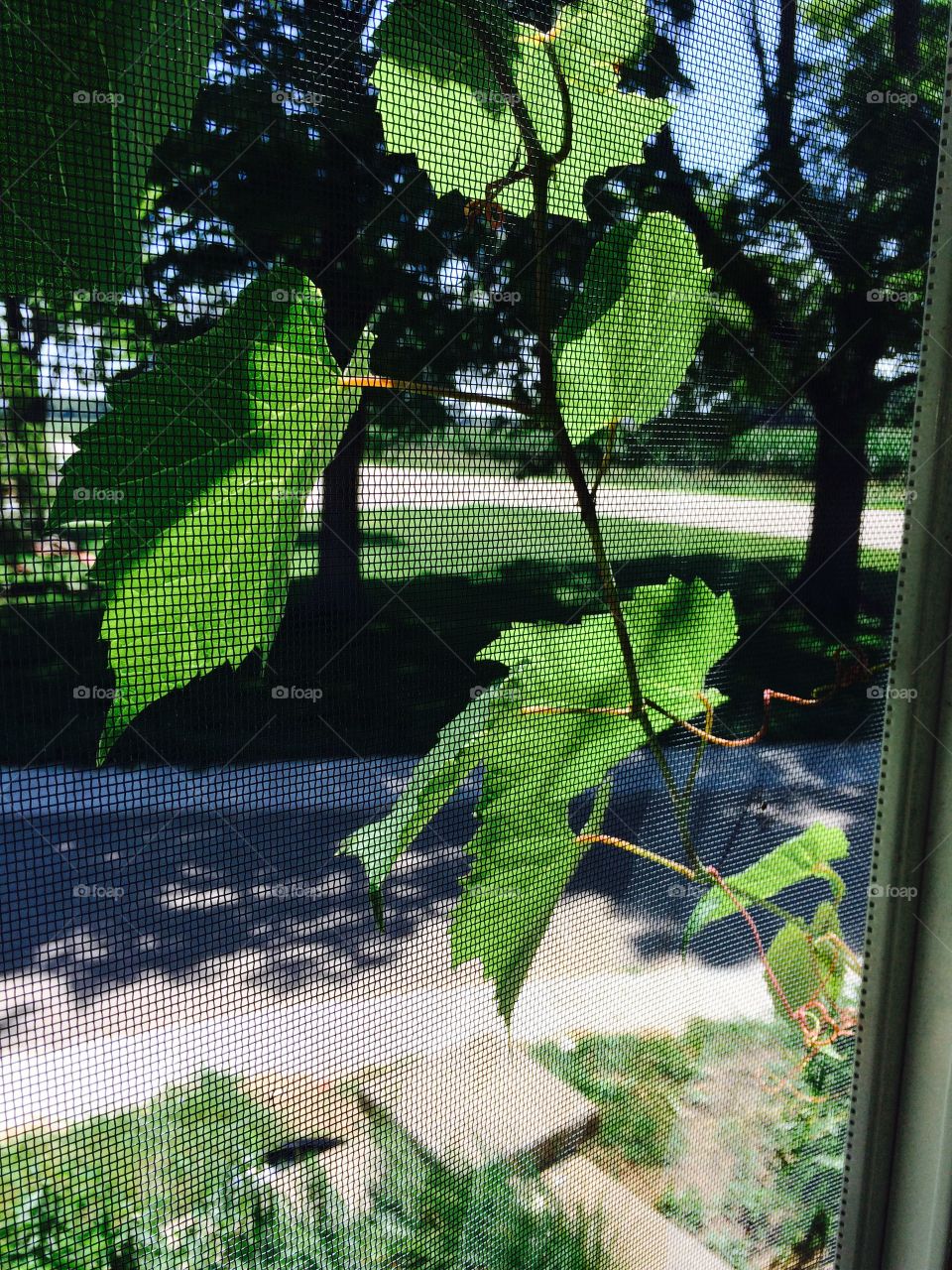 Through the window . Tomato tree pushing against the window 