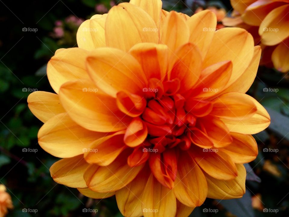 Dahlia