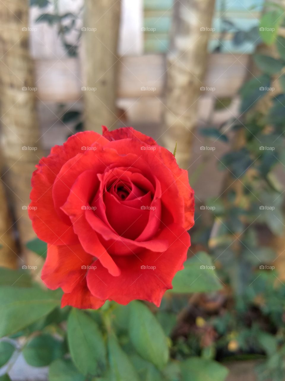 Rose, Flower, No Person, Flora, Nature