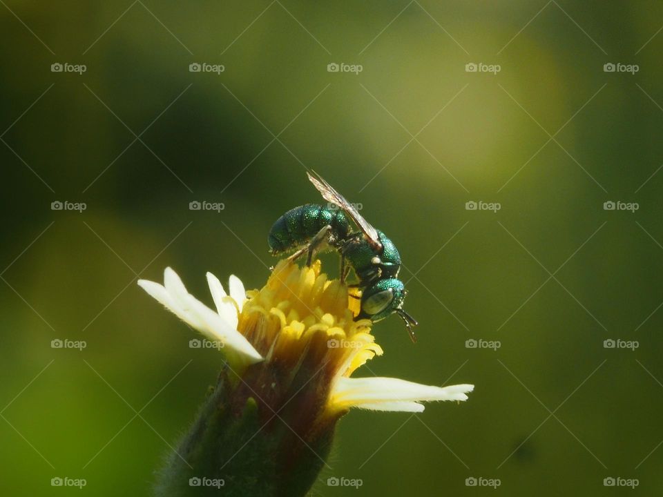 Augochloropsis is a genus of brilliant metallic, often blue-green, sweat bees in the family Halictidae.