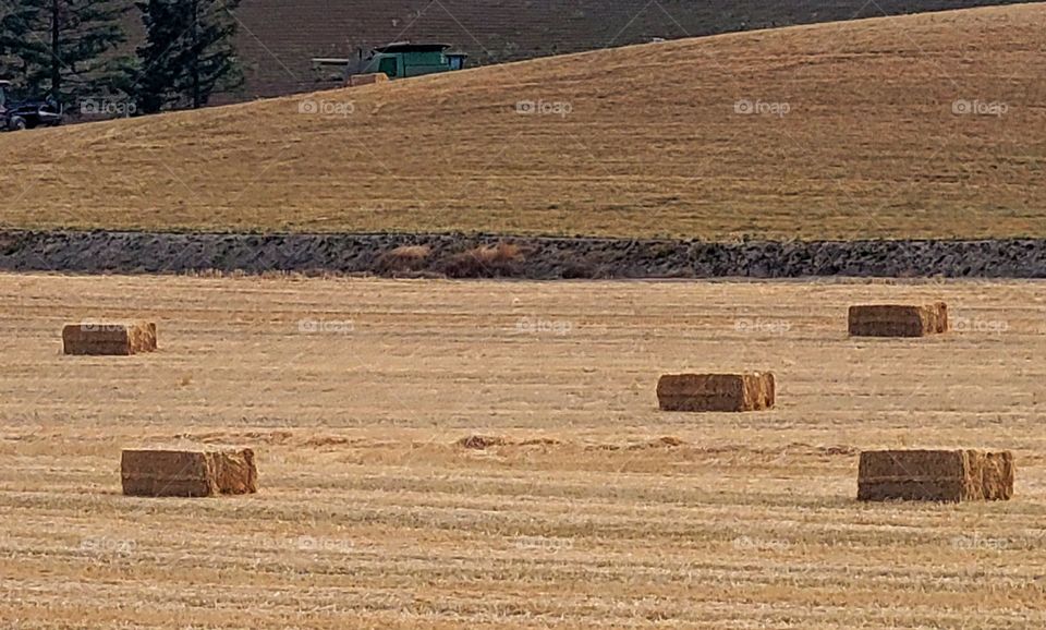 Harvest season in Oregon