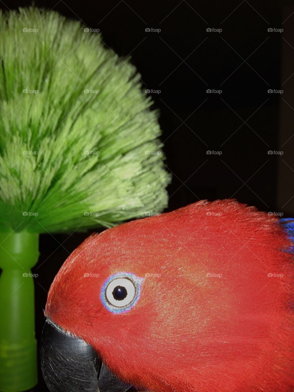 Red headed Parrot gets a green hat.
