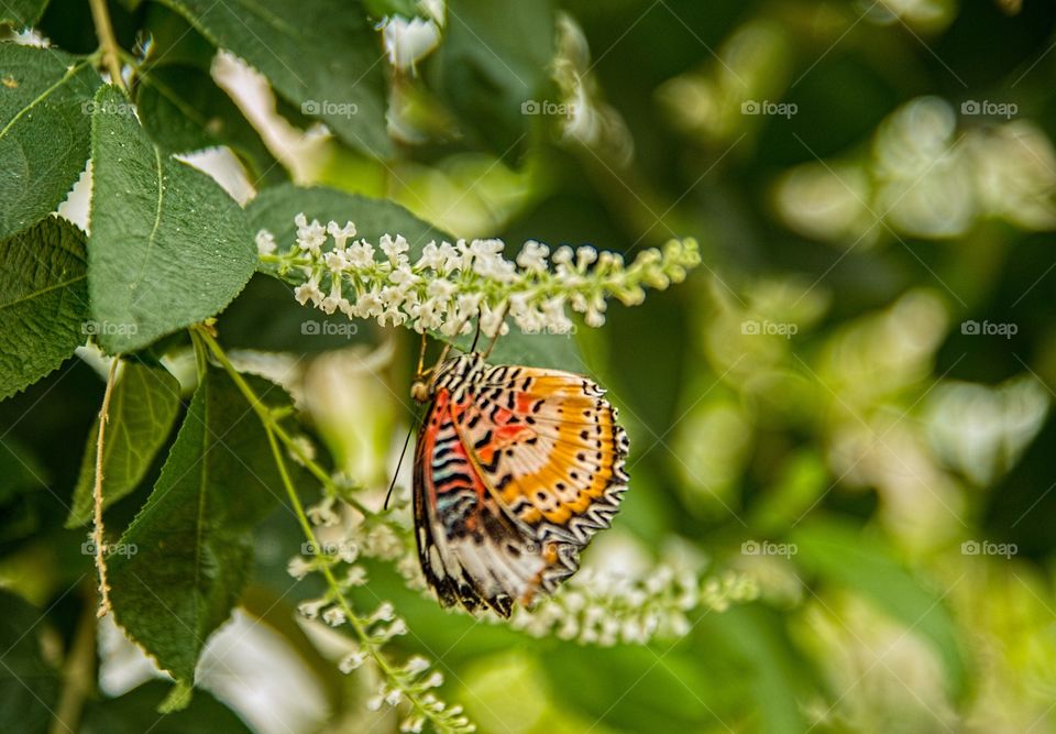 Tropical butterfly ,  Red Lacewing . Located at Judy Istocks Buttrrfly Haven , Chicago.