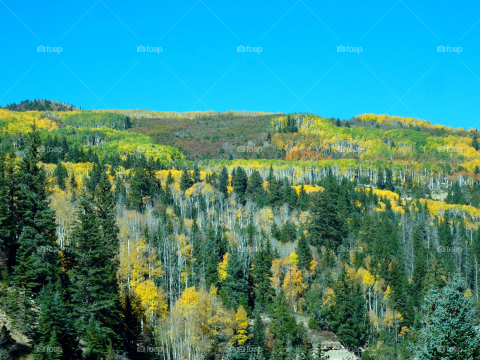 View of forest in autumn