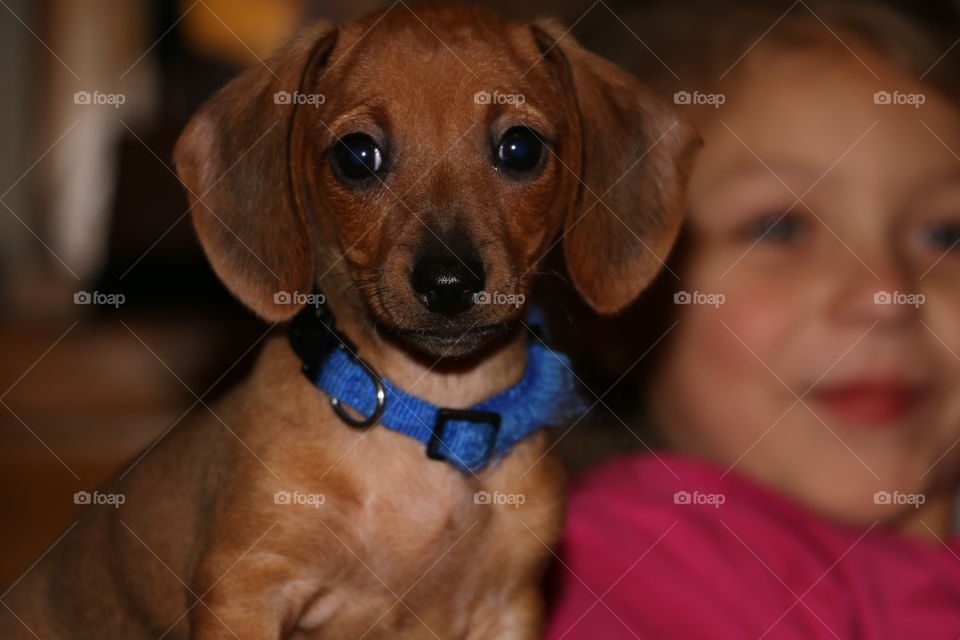 Febie the Dachshund