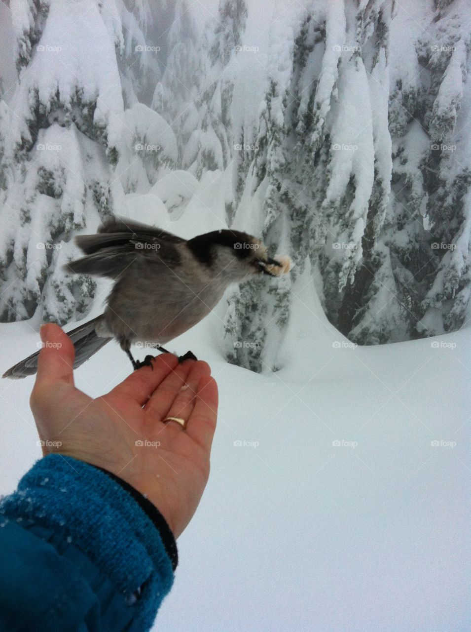 While having lunch on the trails after a great morning of snowshoeing, a Whisky Jack decided to fly in for closer observation of my lunch. I decided to offer a few samples, which he gladly accepted.