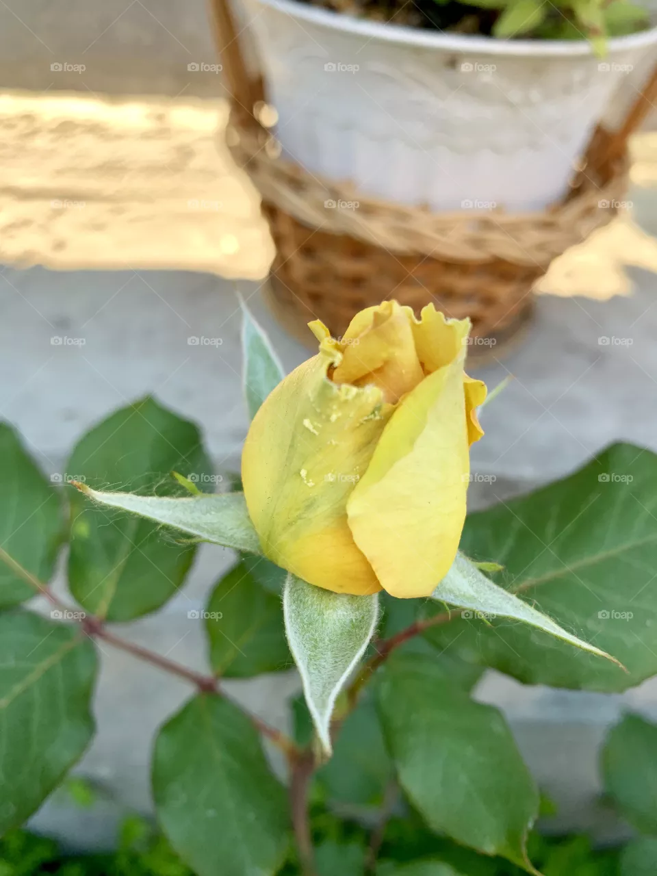 Yellow rose