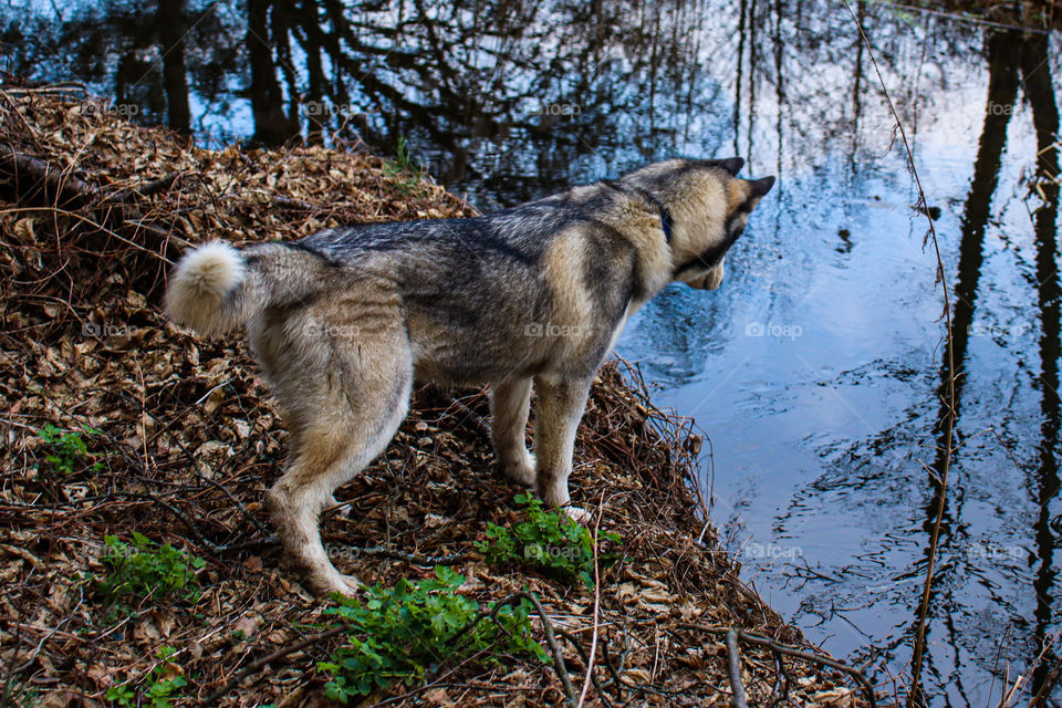 #husky #Nature #dog
