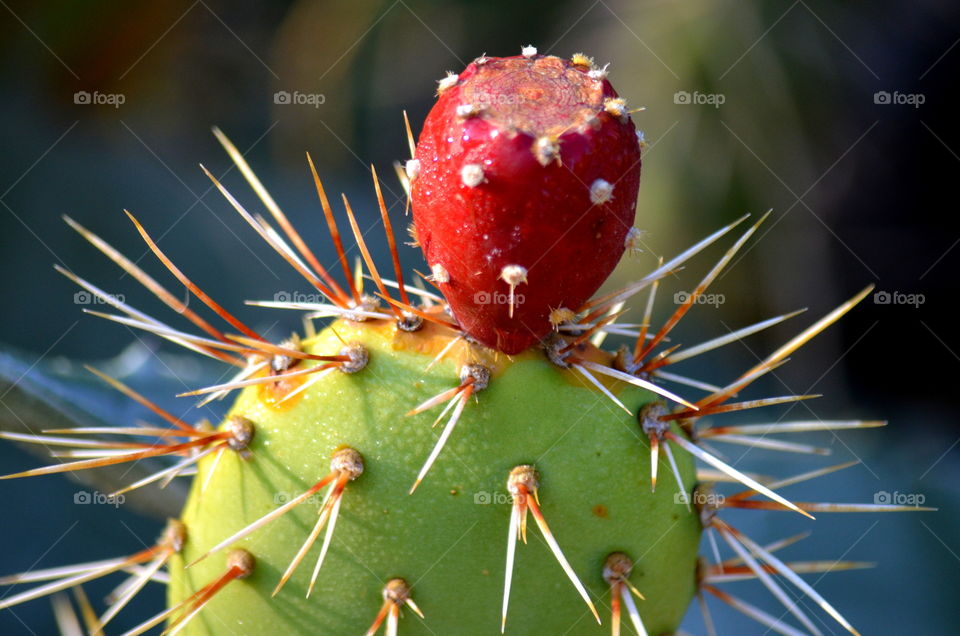 Cactus