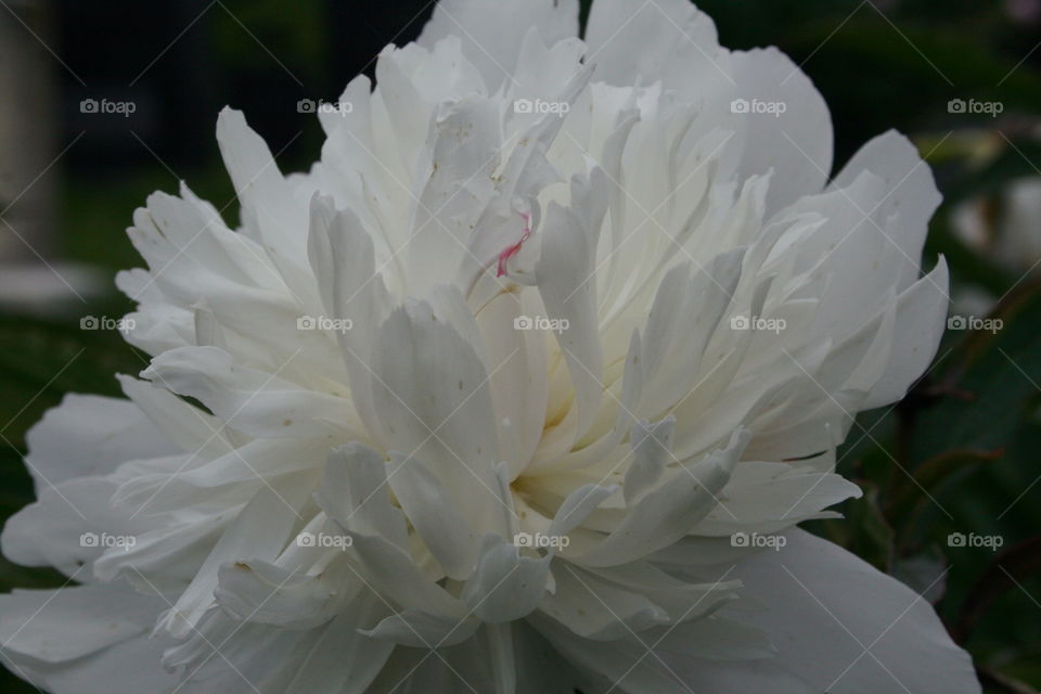 White Peony