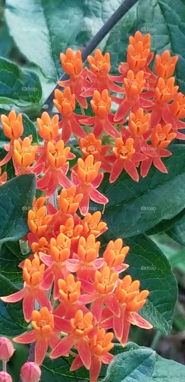 Beautiful Butterfly Weed