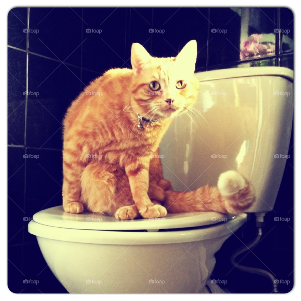 cat funny cute tiles by all_things_art