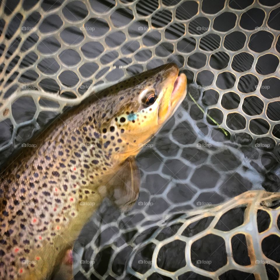 Brown trout 