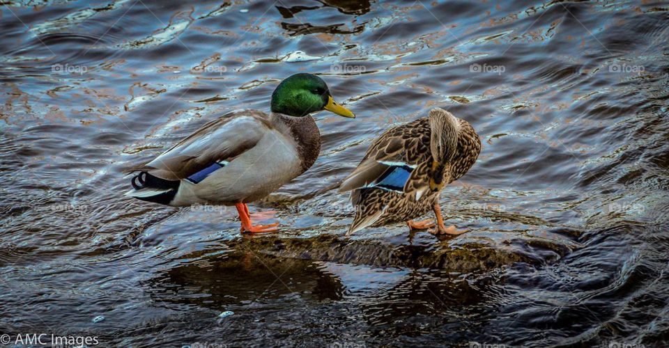 Mallard duck couple