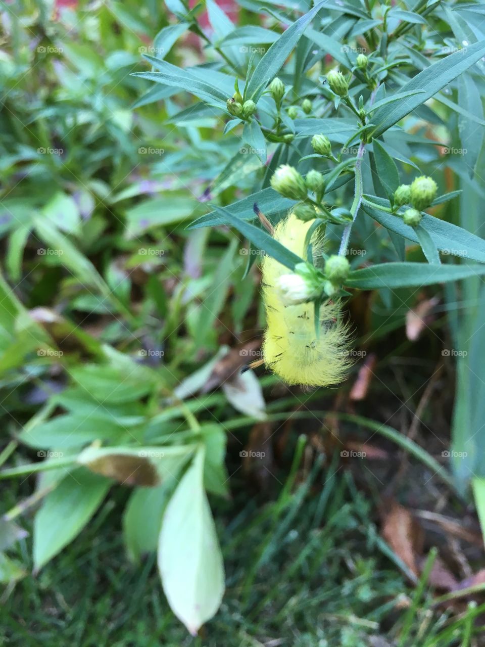 American dagger moth caterpillar 