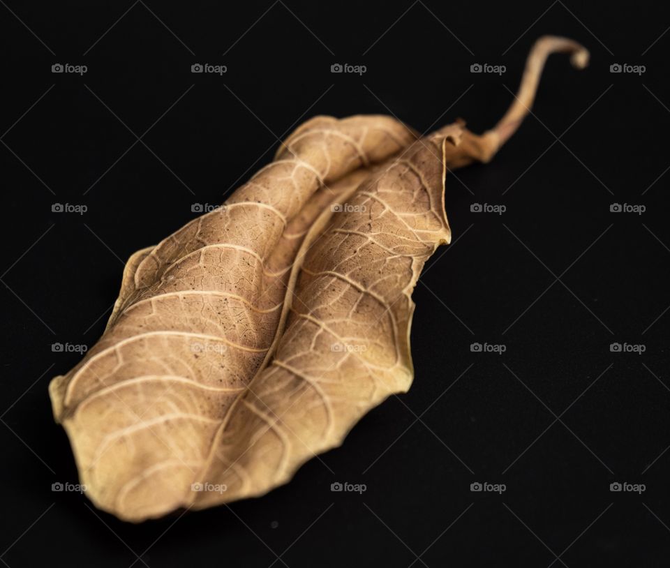 Texture of leaf