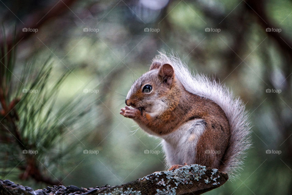 Cute squirrel on tree branch