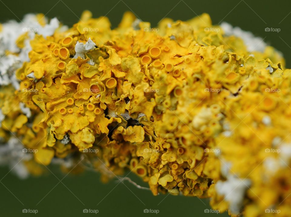 Close up of lichen on tree branch