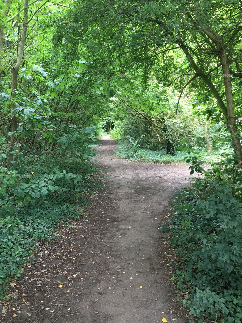 A fork in the woods, which path to choose?