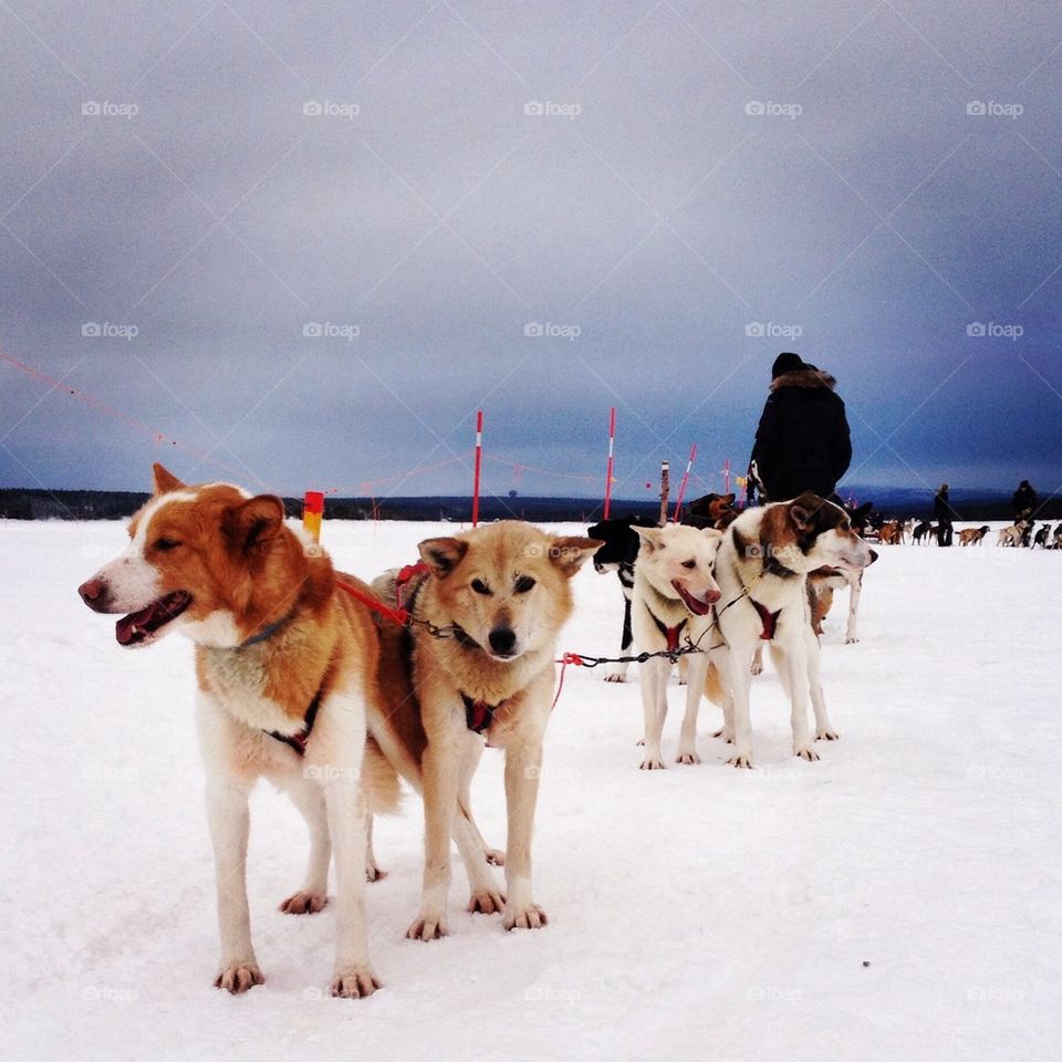 Mushing at Jukkasjärvi 