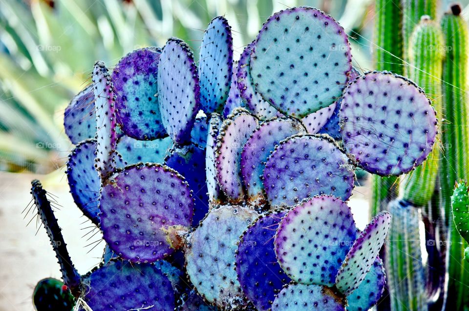 The Californian Purple Cactus 