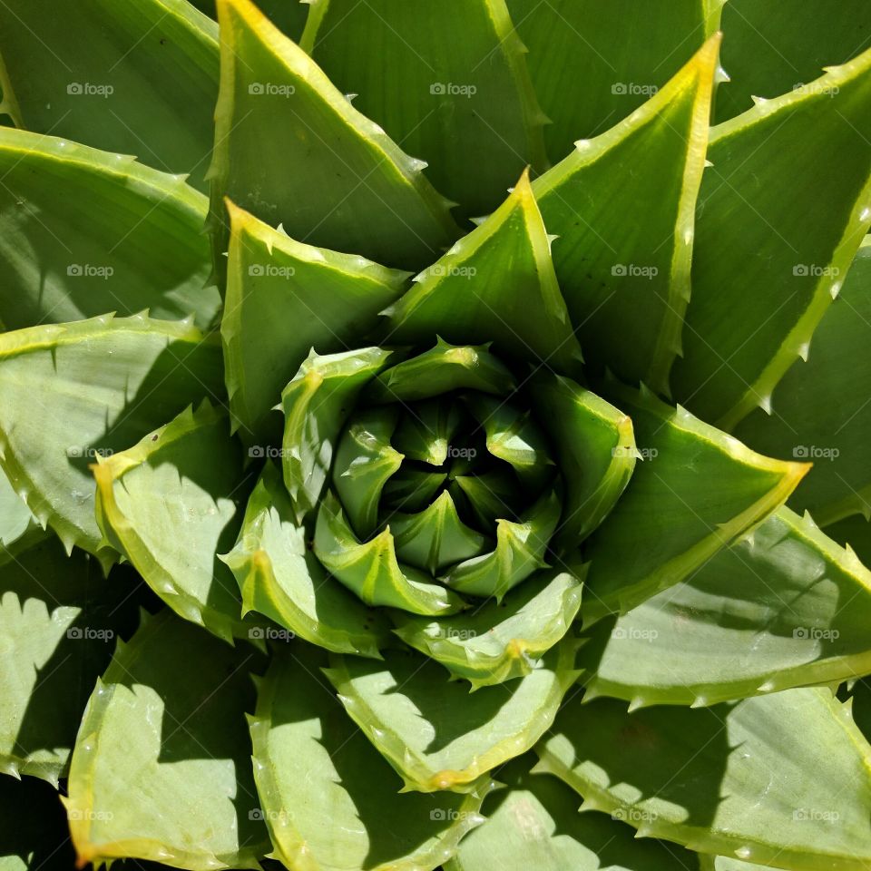 Symmetrical Succulent