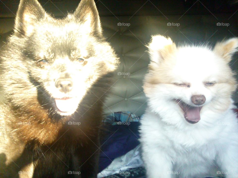 Travel Pups. These two pups are housemates, but their house is more than normal! They travel the country on a Semi and they always make sure that it never rolls without them.