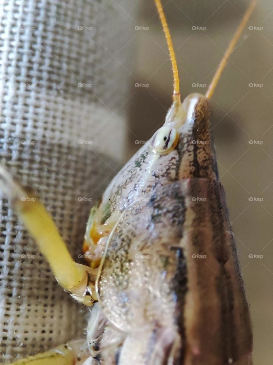 Grasshopper head