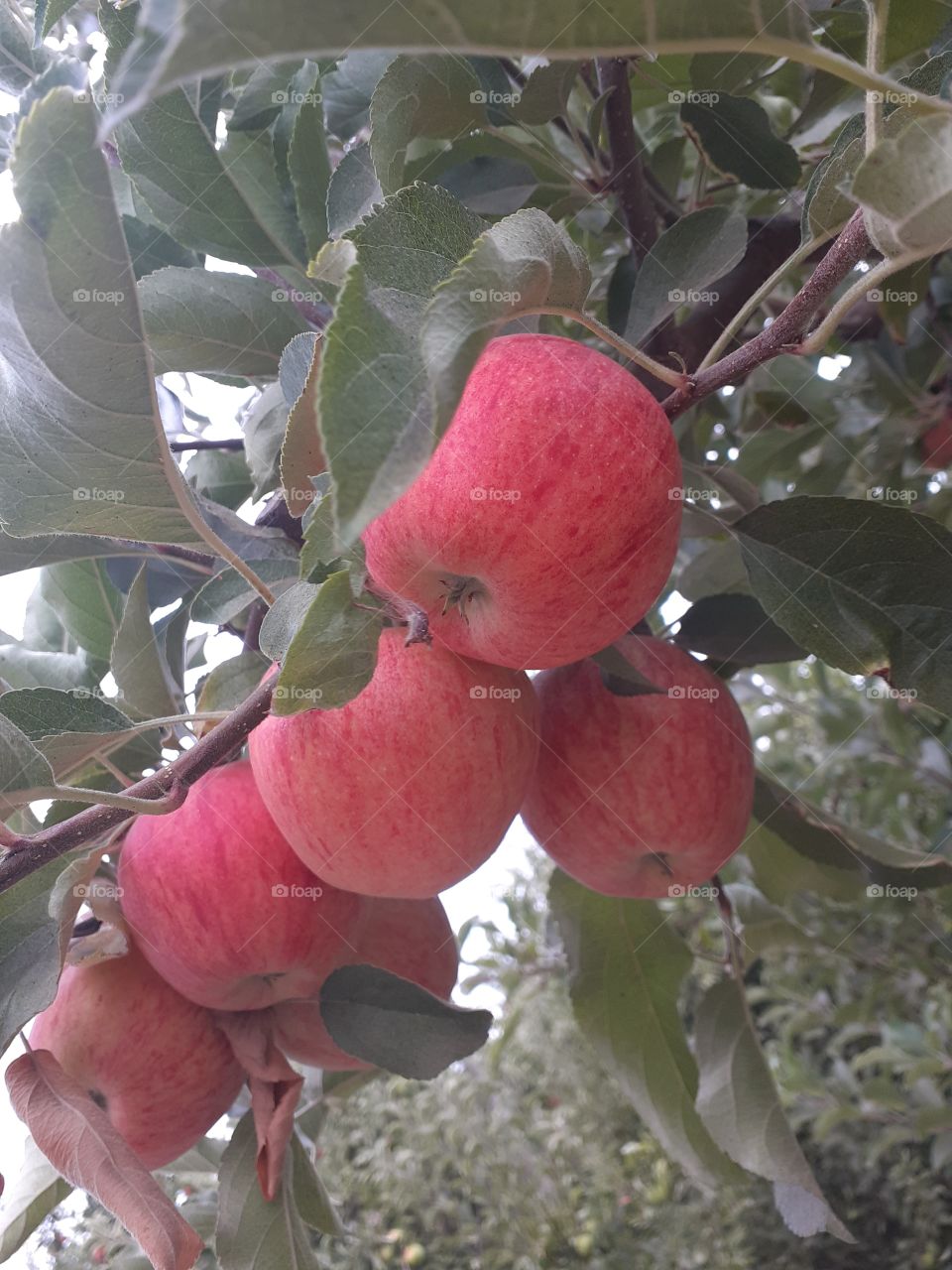 cosecha de manzana