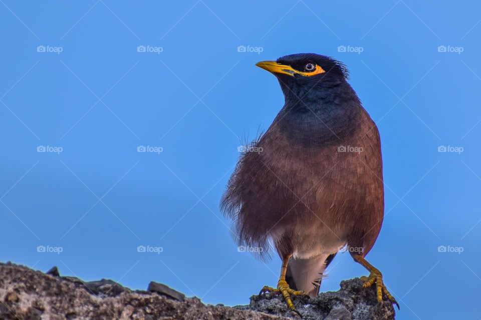 Myna