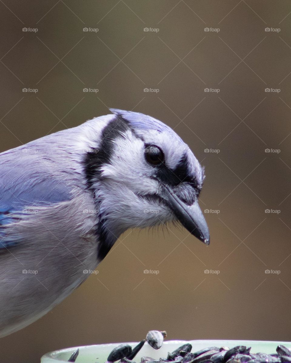 A Confident Selection; Blue Jay 